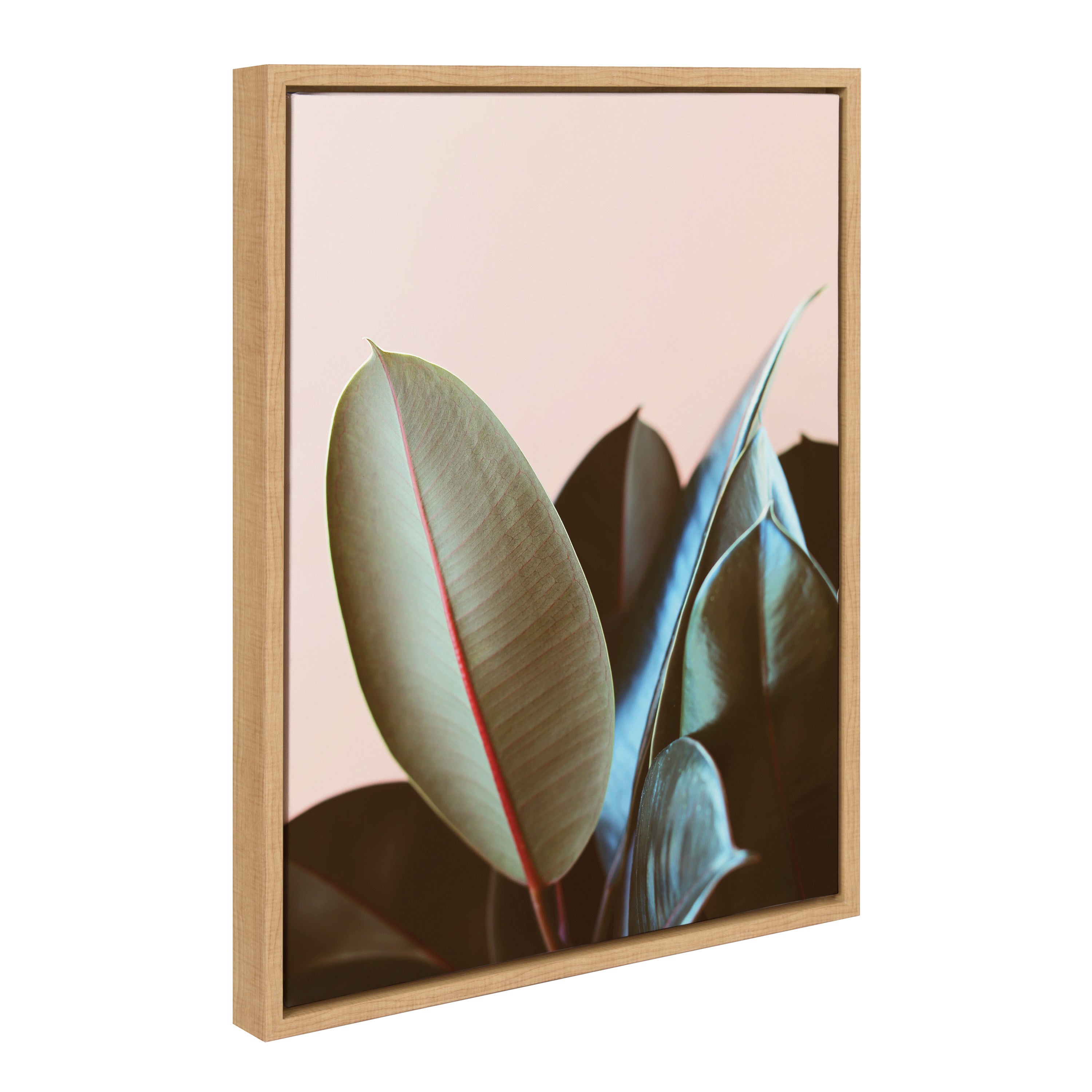 Sylvie Ficus Elastica framed canvas art by Alicia Bock showing a detailed dark green botanical leaf against black background