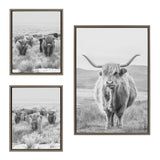 Set of three black and white framed photographs featuring Highland cattle in grassy landscapes, including a close-up of a long-horned cow and two group shots.