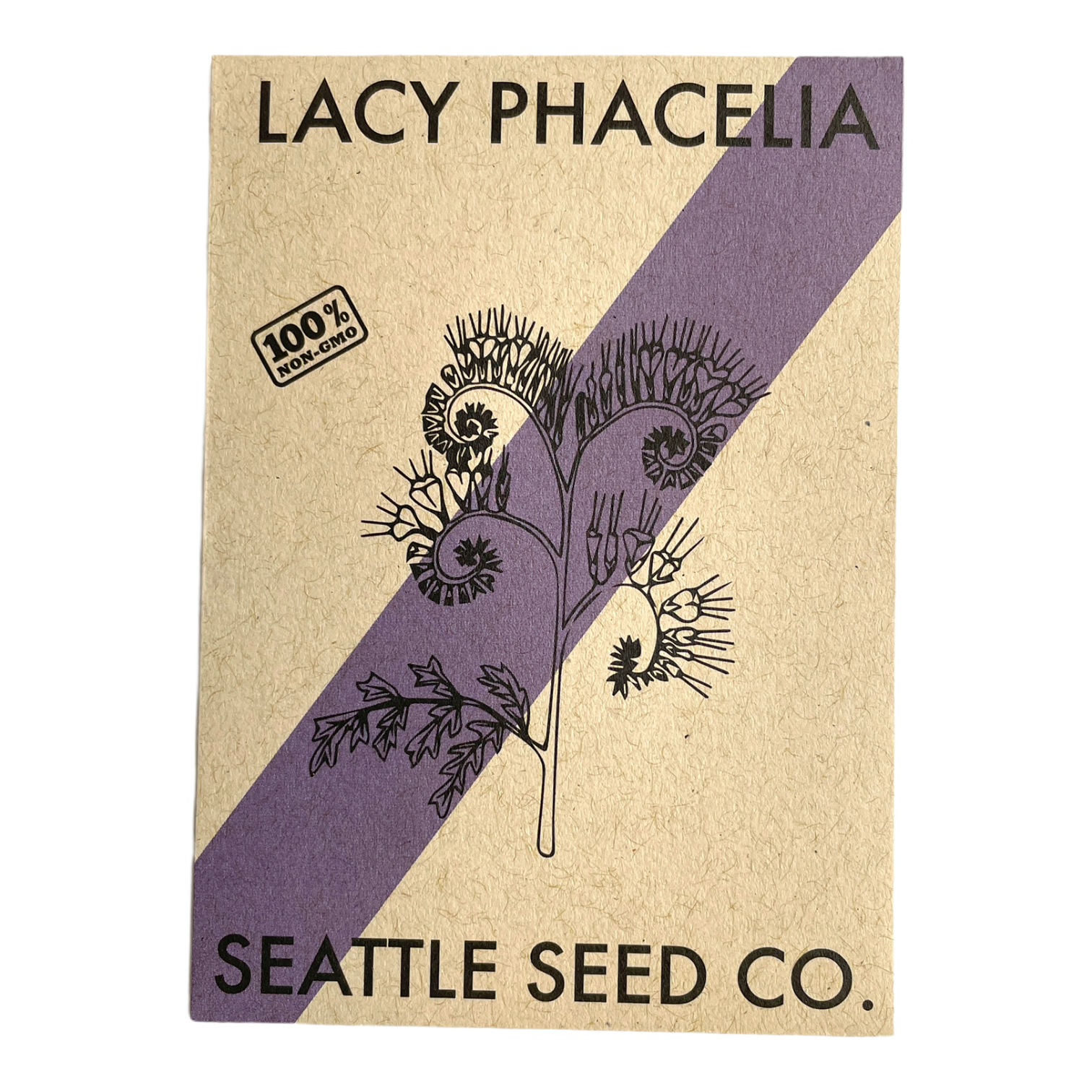 Lacy Phacelia flowers with intricate lacy leaves and violet-blue blooms