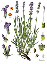 Botanical illustration of English lavender showing green, narrow leaves with tall flower spikes of small purple blossoms and detailed depictions of flower parts and seeds.