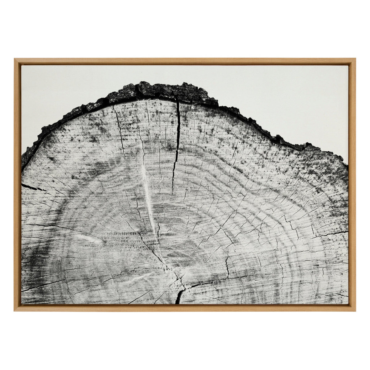 Sylvie Tree Rings BW Framed Canvas by kateandlaurel - product image 2 for Resin Society