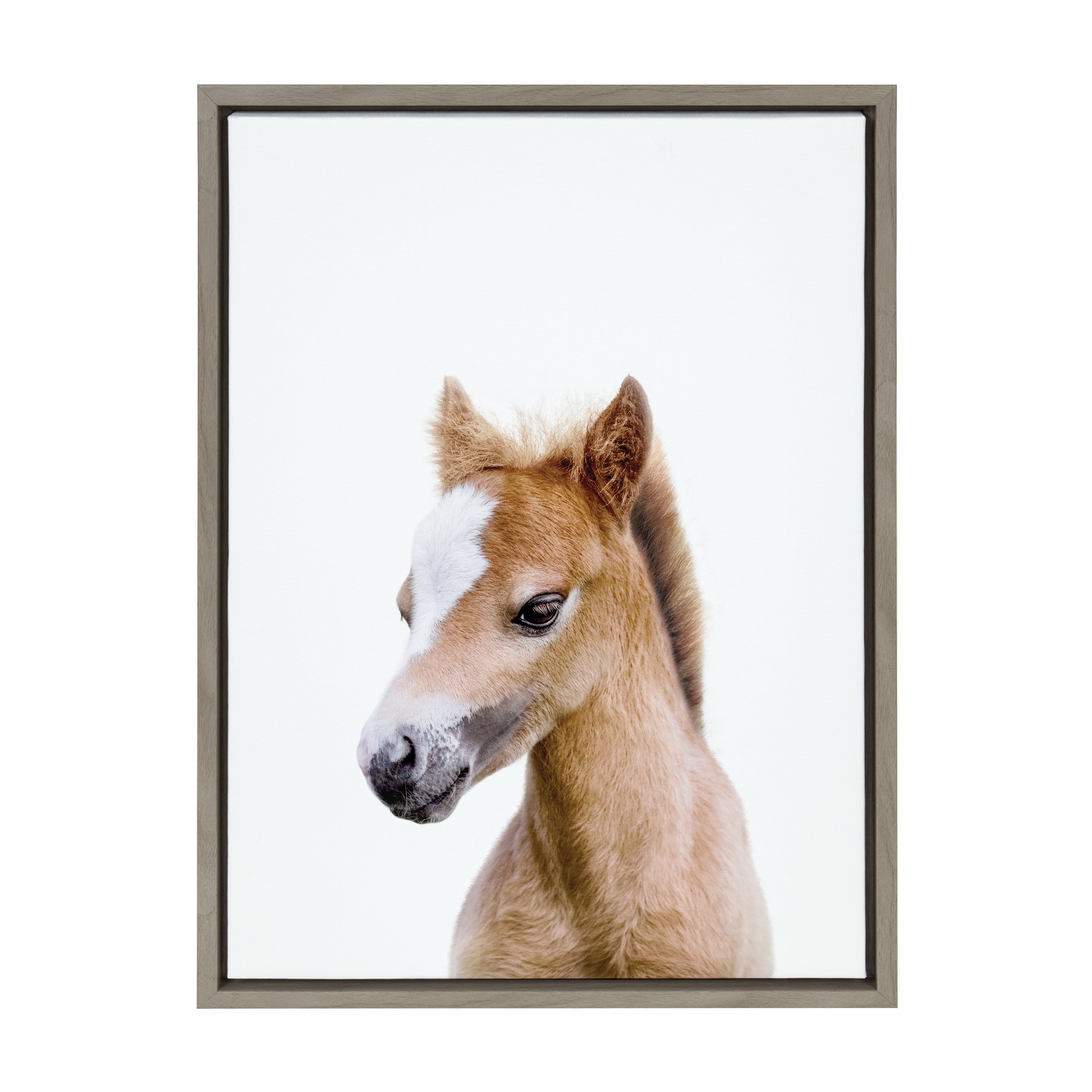 Sylvie Animal Studio Baby Horse Framed Canvas by Amy Peterson Art Studio