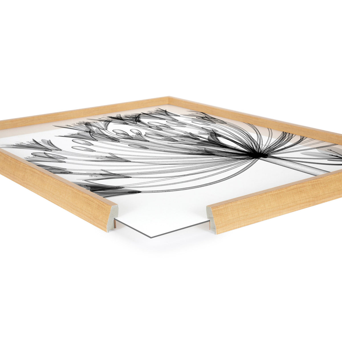 Framed black and white X-ray style print of an agapanthus flower with delicate elongated petals, displayed in a light natural wood frame with a protective clear acrylic layer.