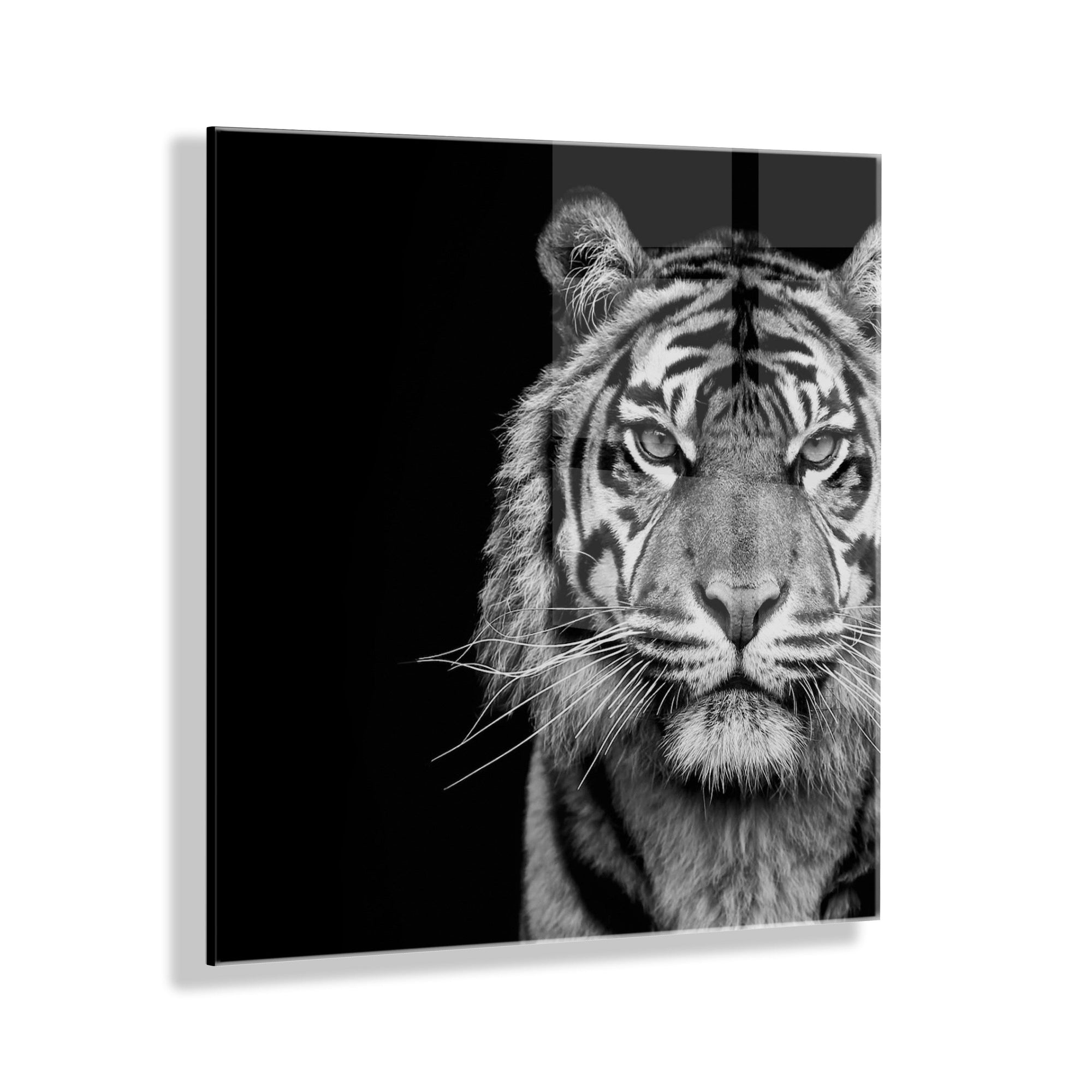 Tiger Minimalist Animal Portrait on Black Close Crop Floating Acrylic