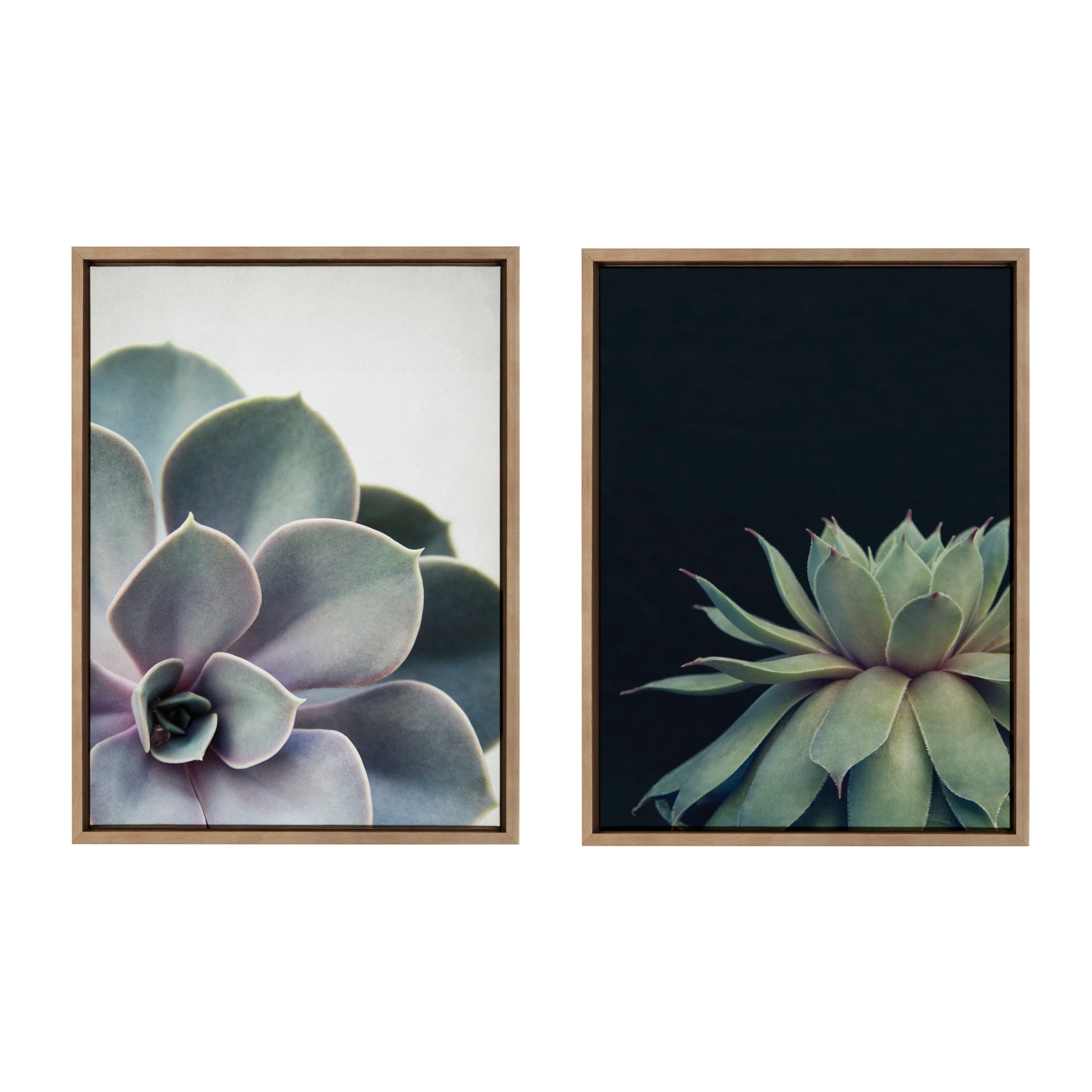 Sylvie Succulent 5 and Succulent 8 Framed Canvas by kateandlaurel - product image 2 for Resin Society