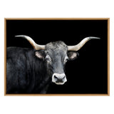 Framed canvas print of a black longhorn bull facing forward against a solid black background, highlighting its curved white-tipped horns and textured fur.
