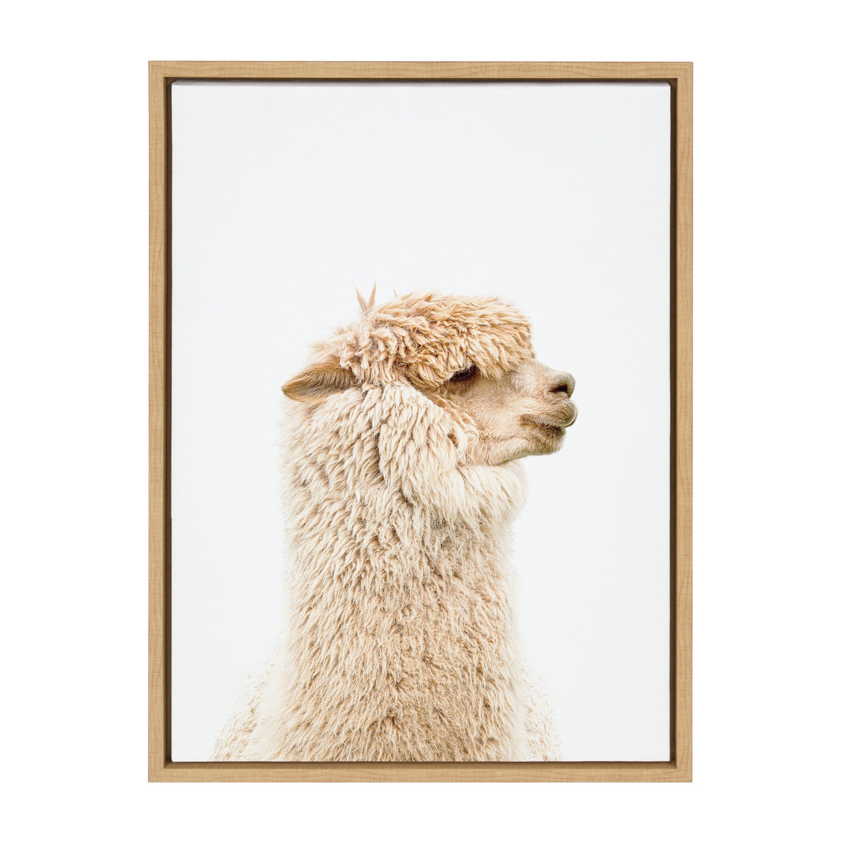 Profile portrait of a golden beige alpaca with fluffy fur against a plain white background, framed in light wood.