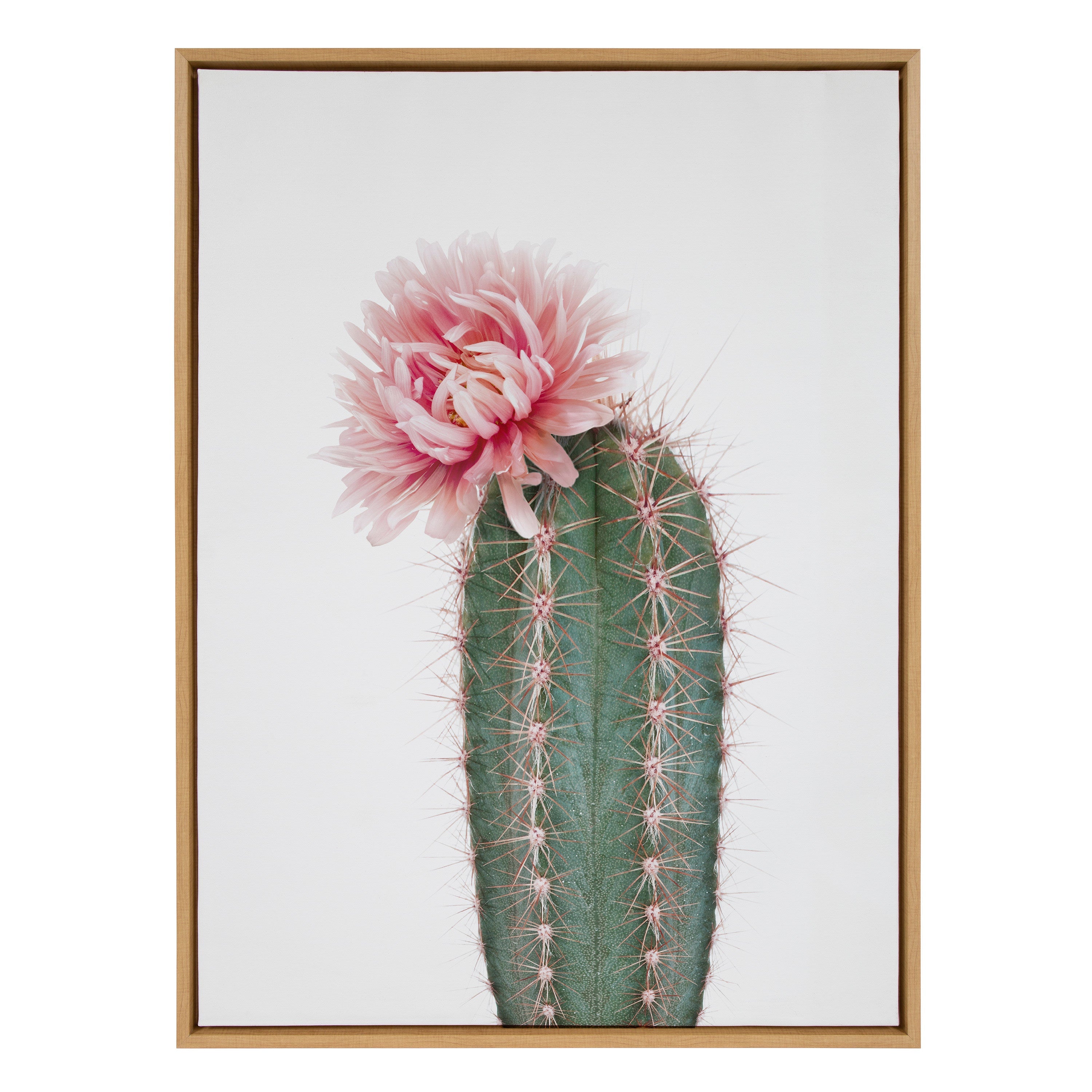 Sylvie Pink Cactus Flower Framed Canvas by Amy Peterson Art Studio