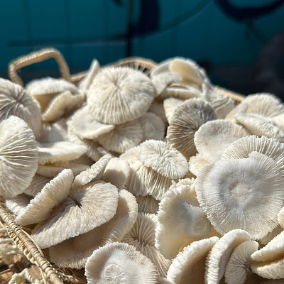 Mini Mushroom Craft Coral pieces 1-2 inches with ridged disc shapes