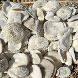 Mini Mushroom Craft Coral pieces 1-2 inches with ridged disc shapes