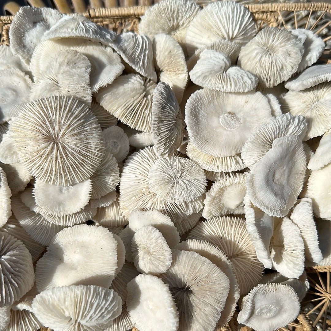 Mini Mushroom Craft Coral pieces 1-2 inches with ridged disc shapes