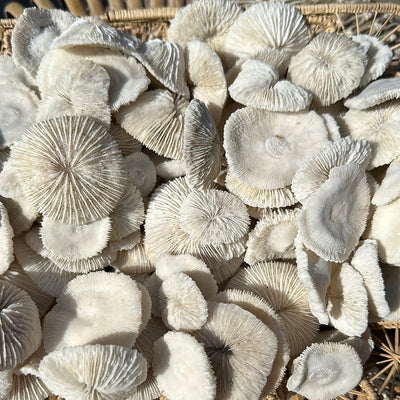Mini Mushroom Craft Coral pieces 1-2 inches with ridged disc shapes