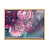 Close-up of pink and deep red ranunculus flowers with soft focus and muted background in a natural wood frame.