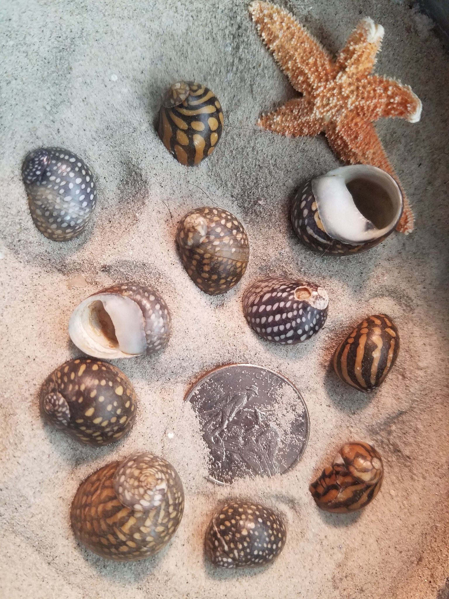 Mixed Nerita snail small seashells with black, brown, white zigzag and spotted patterns for crafts and decor