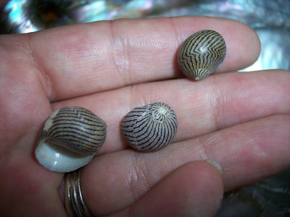 Mixed Nerita snail small seashells with black, brown, white zigzag and spotted patterns for crafts and decor