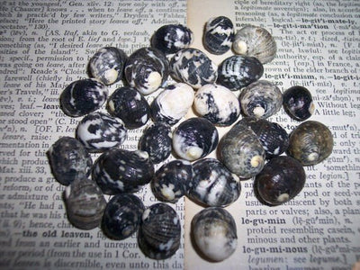 Mixed Nerita snail small seashells with black, brown, white zigzag and spotted patterns for crafts and decor