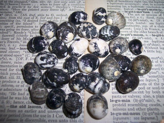 Mixed Nerita snail small seashells with black, brown, white zigzag and spotted patterns for crafts and decor