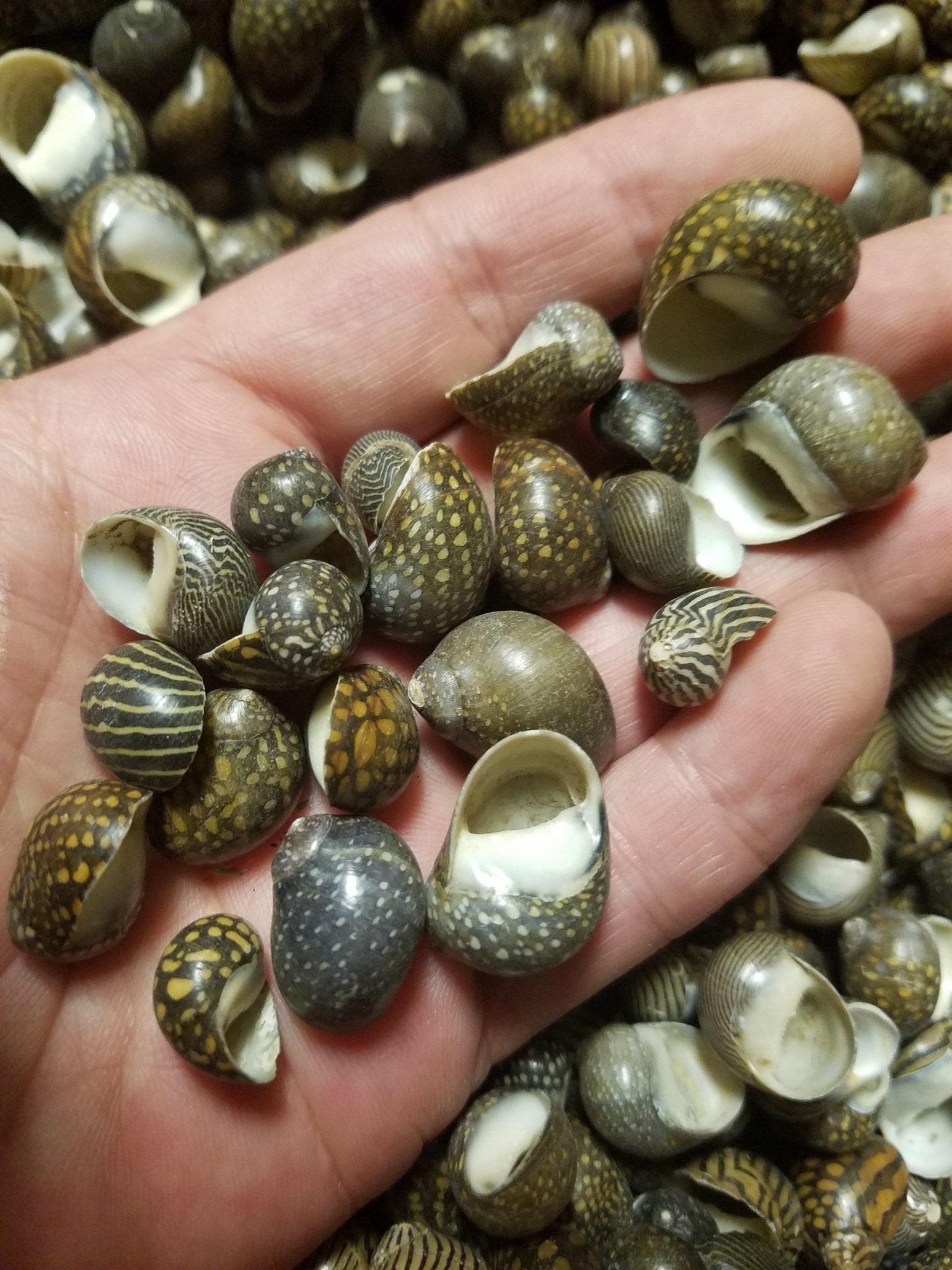 Mixed Nerita snail small seashells with black, brown, white zigzag and spotted patterns for crafts and decor