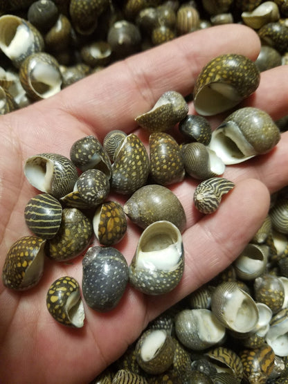 Mixed Nerita snail small seashells with black, brown, white zigzag and spotted patterns for crafts and decor