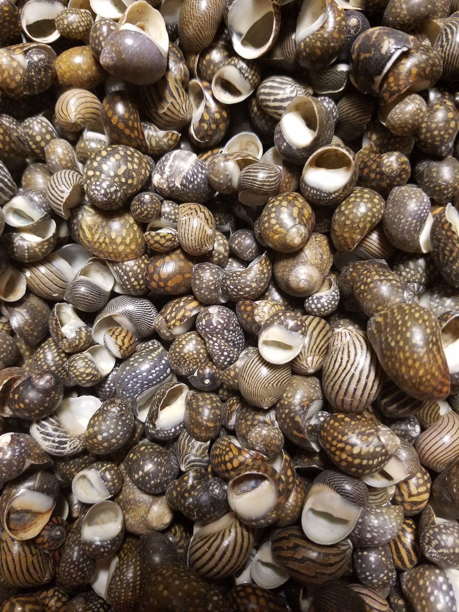Mixed Nerita snail small seashells with black, brown, white zigzag and spotted patterns for crafts and decor