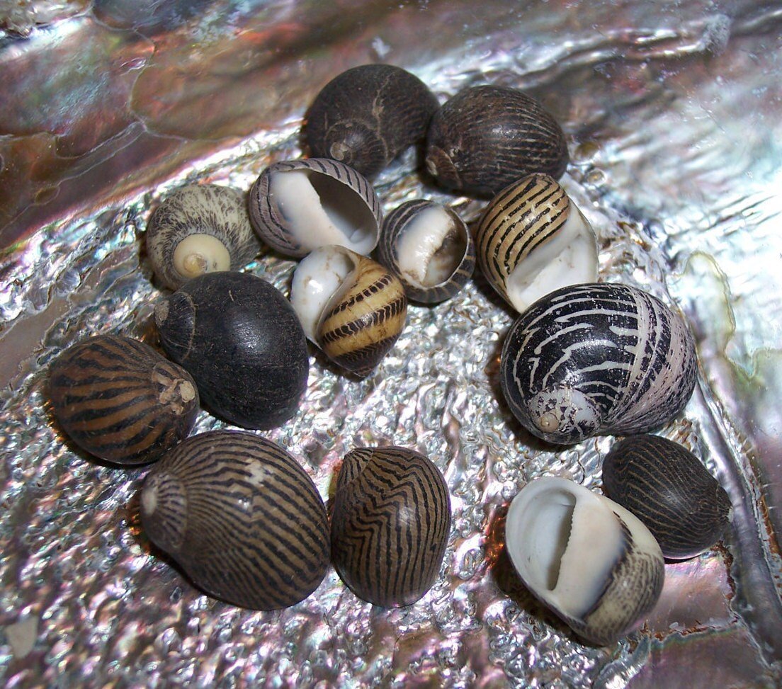 Mixed Nerita snail small seashells with black, brown, white zigzag and spotted patterns for crafts and decor