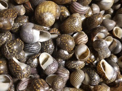 Mixed Nerita snail small seashells with black, brown, white zigzag and spotted patterns for crafts and decor