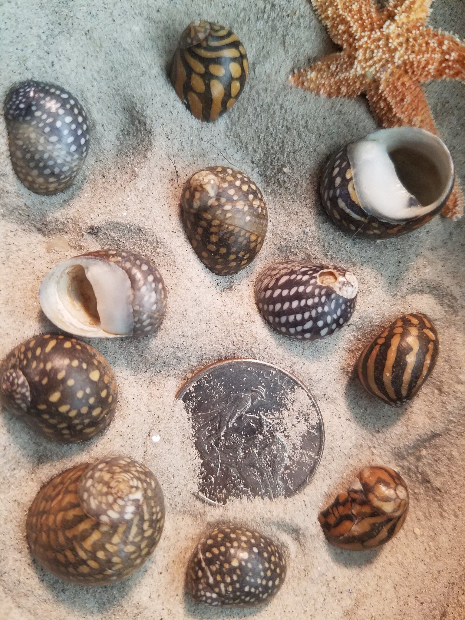 Mixed Nerita snail small seashells with black, brown, white zigzag and spotted patterns for crafts and decor