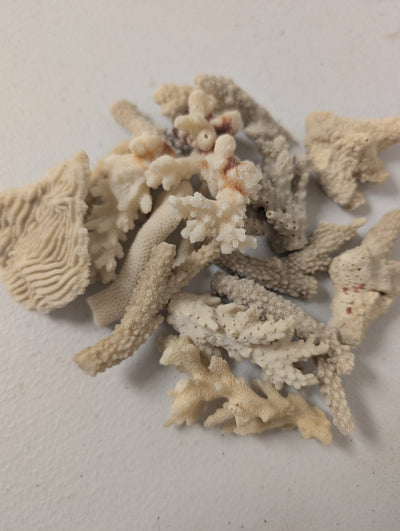 Assortment of mixed white coral pieces in various sizes for crafting and decor