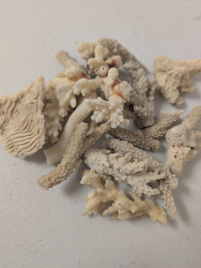 Assortment of mixed white coral pieces in various sizes for crafting and decor