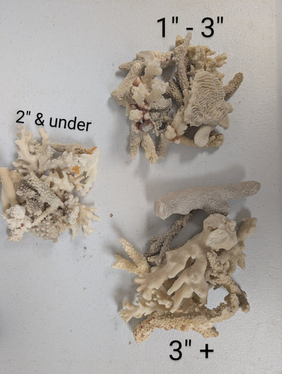 Assortment of mixed white coral pieces in various sizes for crafting and decor