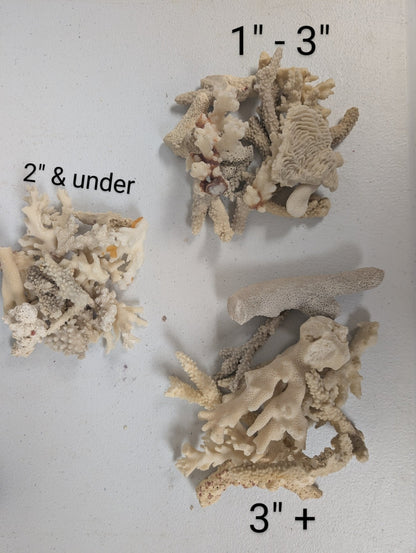Assortment of mixed white coral pieces in various sizes for crafting and decor
