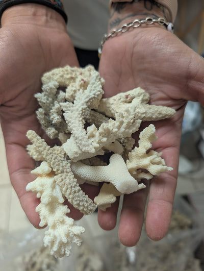 Assortment of mixed white coral pieces in various sizes for crafting and decor