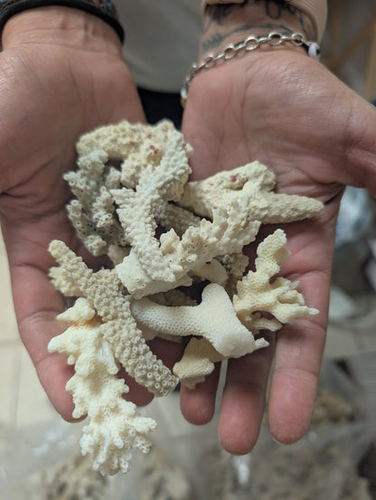 Assortment of mixed white coral pieces in various sizes for crafting and decor