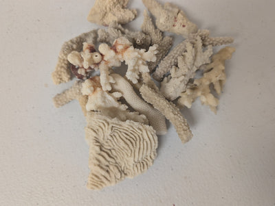 Assortment of mixed white coral pieces in various sizes for crafting and decor