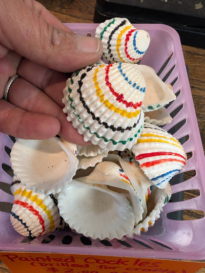 Multi colored painted cockle shells drilled for crafts, approx 2 inches