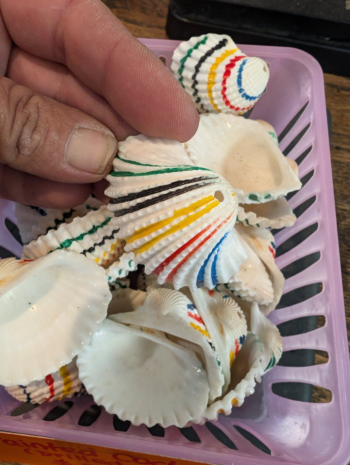 Multi colored painted cockle shells drilled for crafts, approx 2 inches