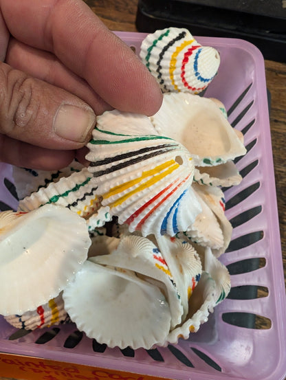 Multi colored painted cockle shells drilled for crafts, approx 2 inches