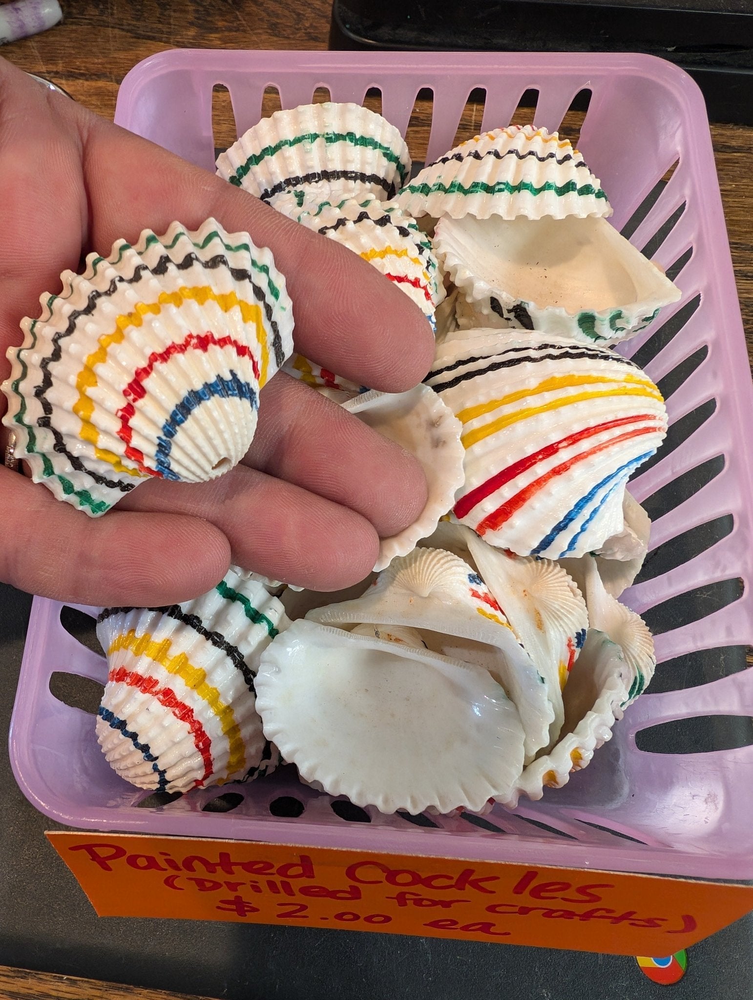 Multi colored painted cockle shells drilled for crafts, approx 2 inches