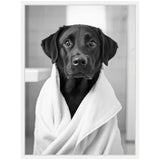 Black Labrador dog wrapped in a white towel, sitting indoors with a calm and attentive expression, black and white photograph.