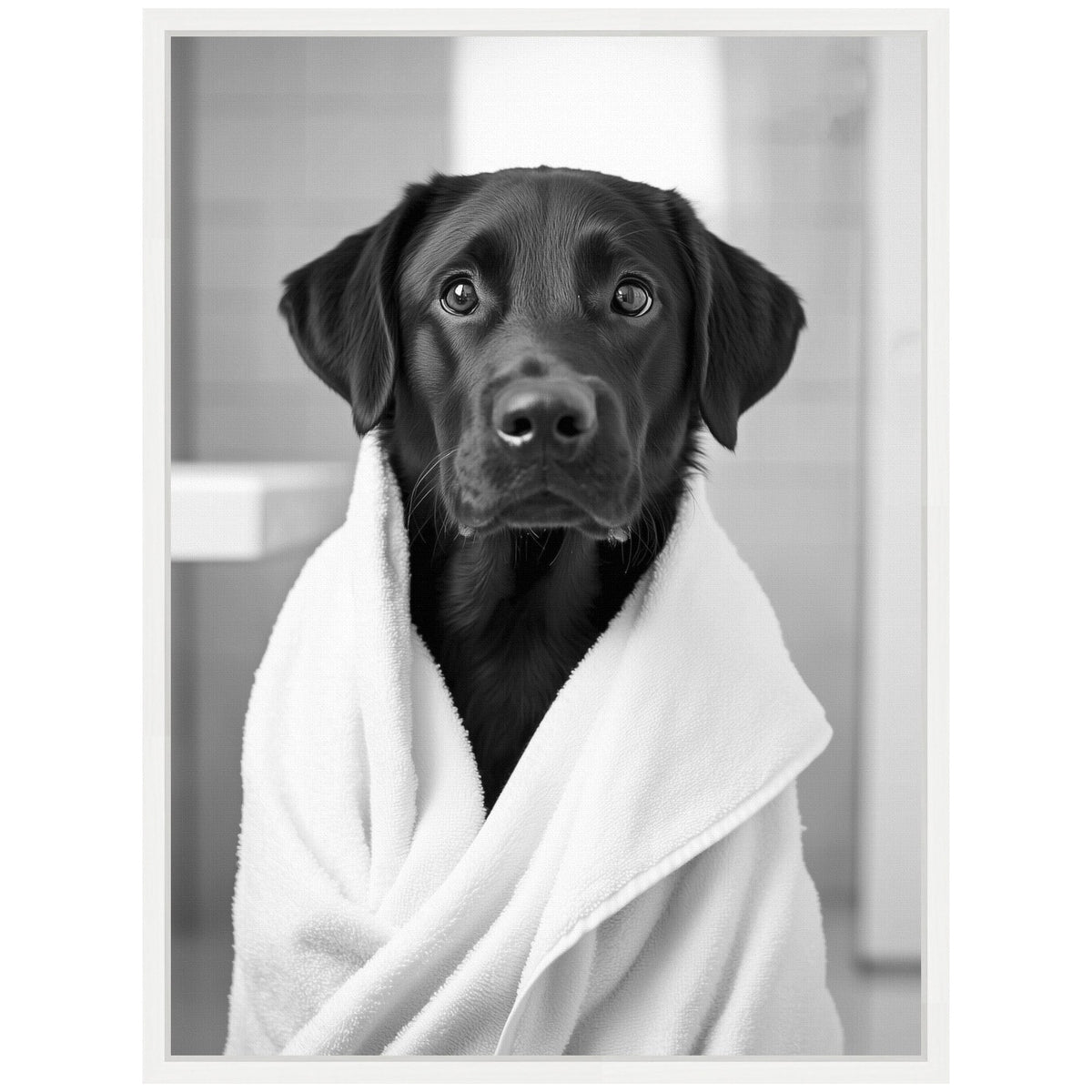 Black Labrador dog wrapped in a white towel, sitting indoors with a calm and attentive expression, black and white photograph.