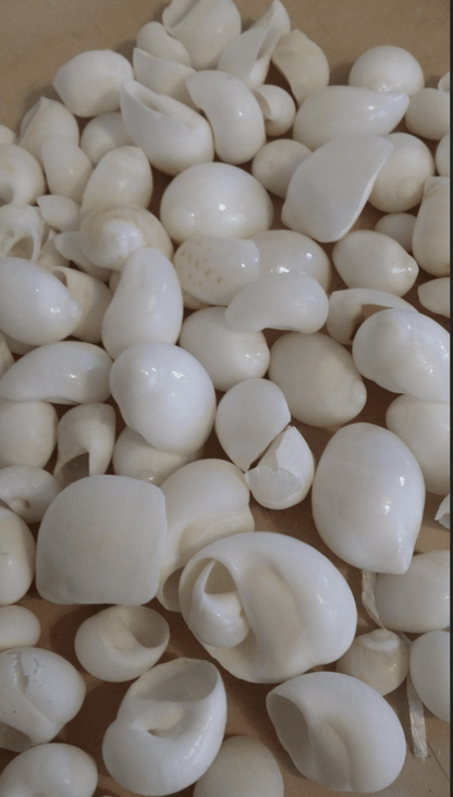 Bulk White Moon Snail Shells Natica mamillia natural creamy white pear-shaped shells