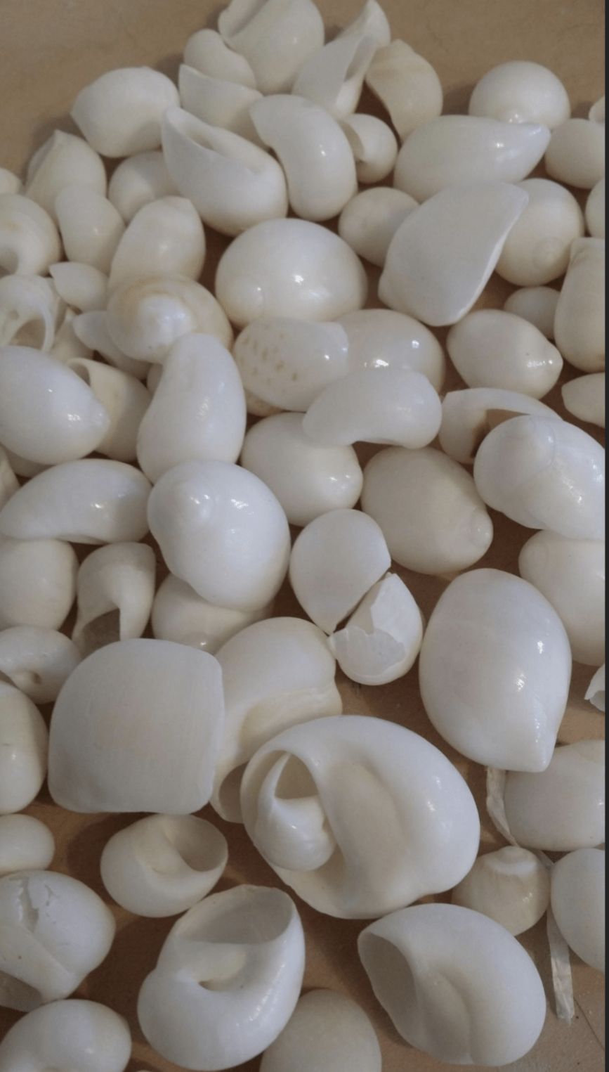 Bulk White Moon Snail Shells Natica mamillia natural creamy white pear-shaped shells