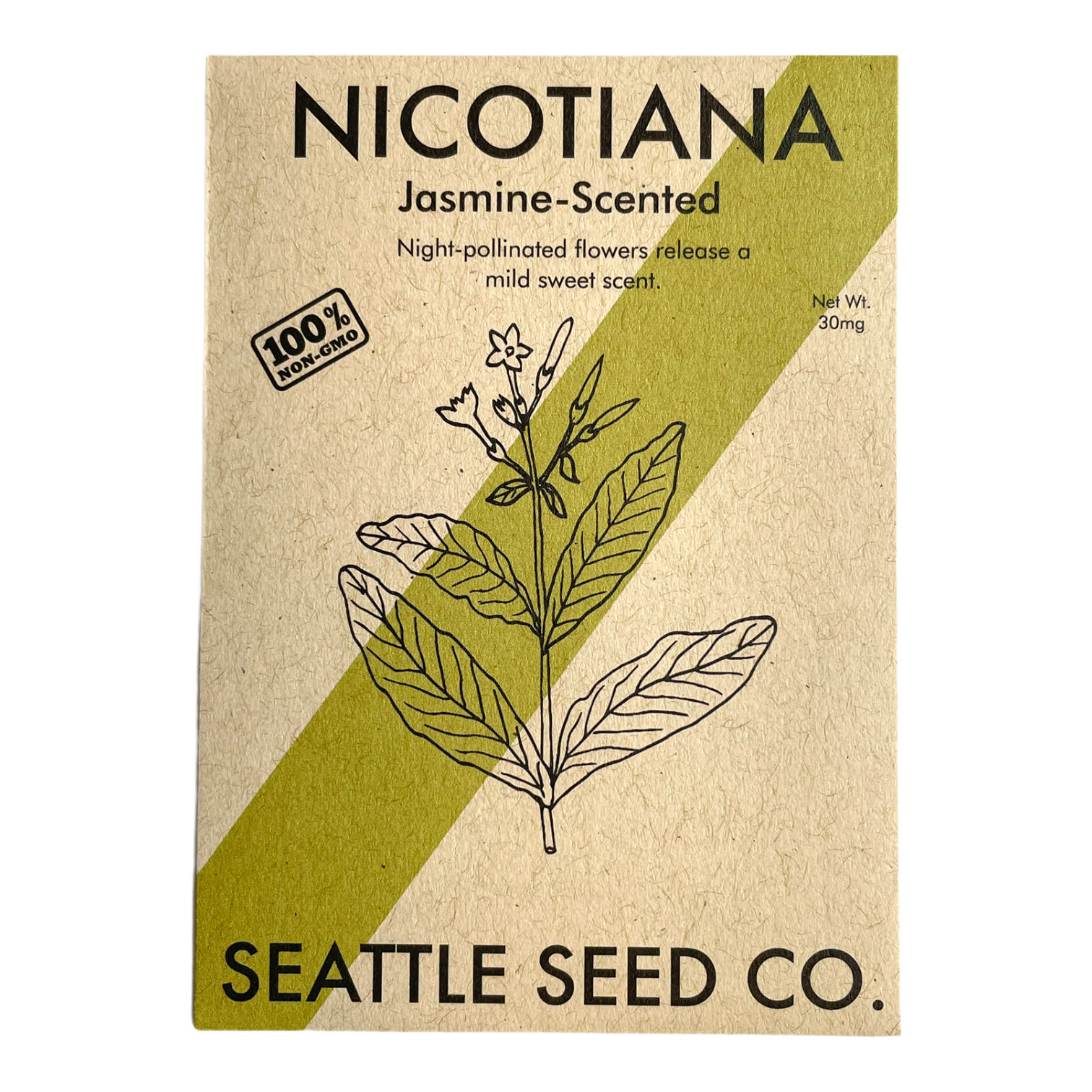 Jasmine Scented Nicotiana flowers in white, hanging pendants in garden setting