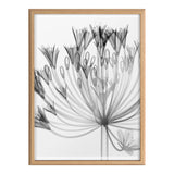 Black-and-white X-ray style floral print of Agapanthus with detailed petals and stems, framed in a light wooden frame, shown straight-on.