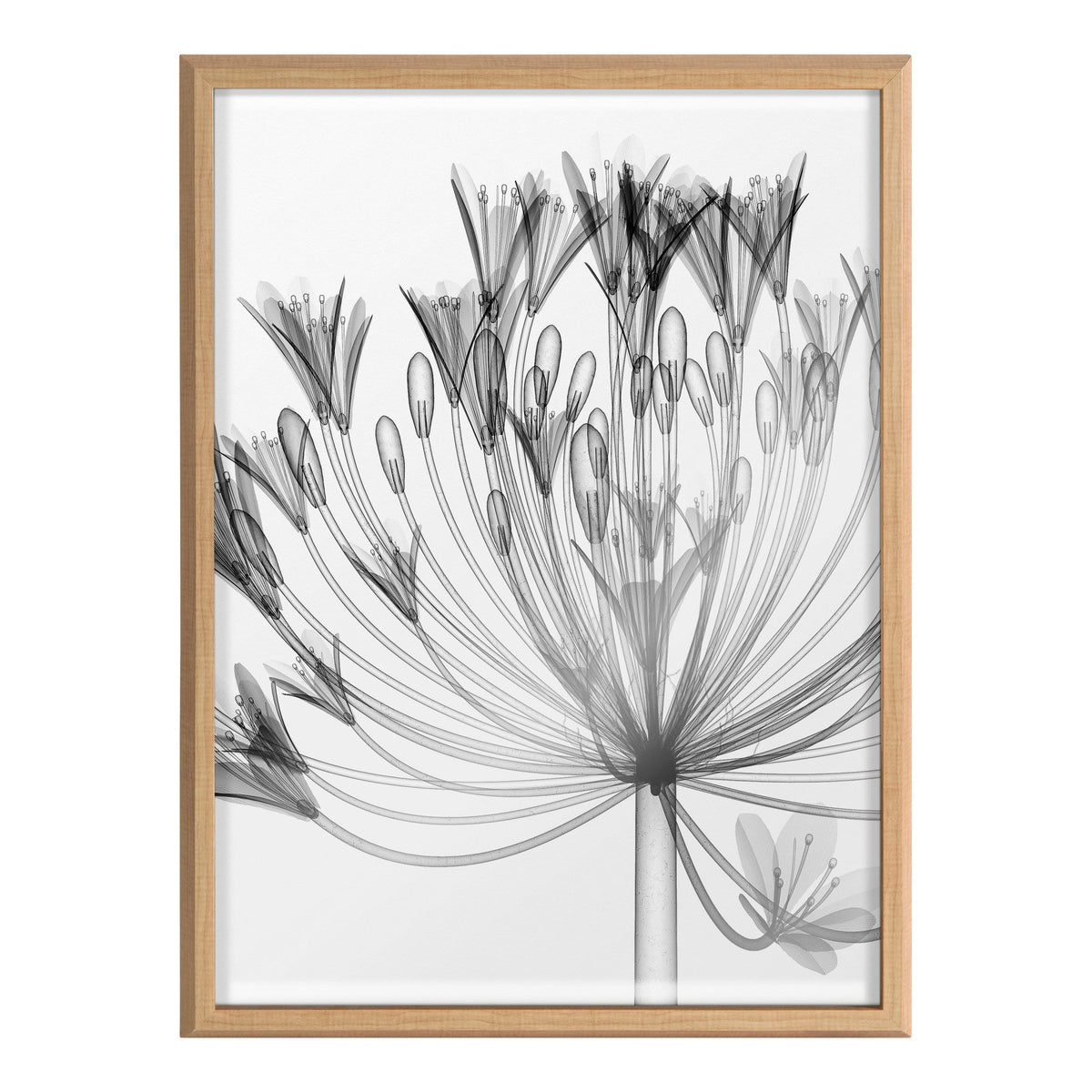 Black-and-white X-ray style floral print of Agapanthus with detailed petals and stems, framed in a light wooden frame, shown straight-on.