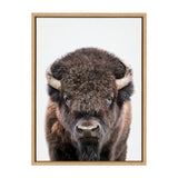 Close-up portrait of a bison facing forward with dark brown fur and curved light horns, framed in simple light wood against a white background.