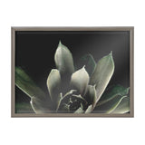 Close-up of a dark green succulent with fuzzy-textured leaves against a black background, framed in a simple natural wood frame.