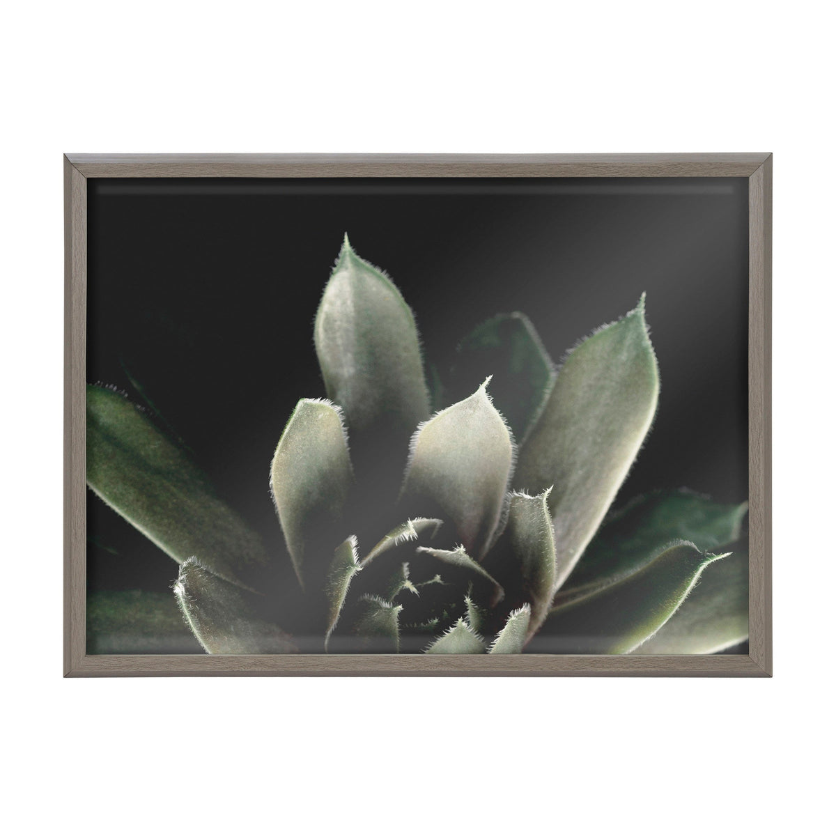 Close-up of a dark green succulent with fuzzy-textured leaves against a black background, framed in a simple natural wood frame.