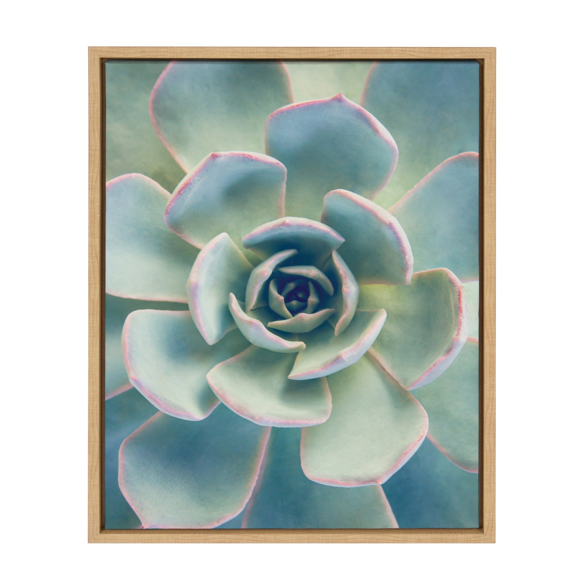 Sylvie Succulent 7 Framed Canvas by kateandlaurel - main product image for Resin Society