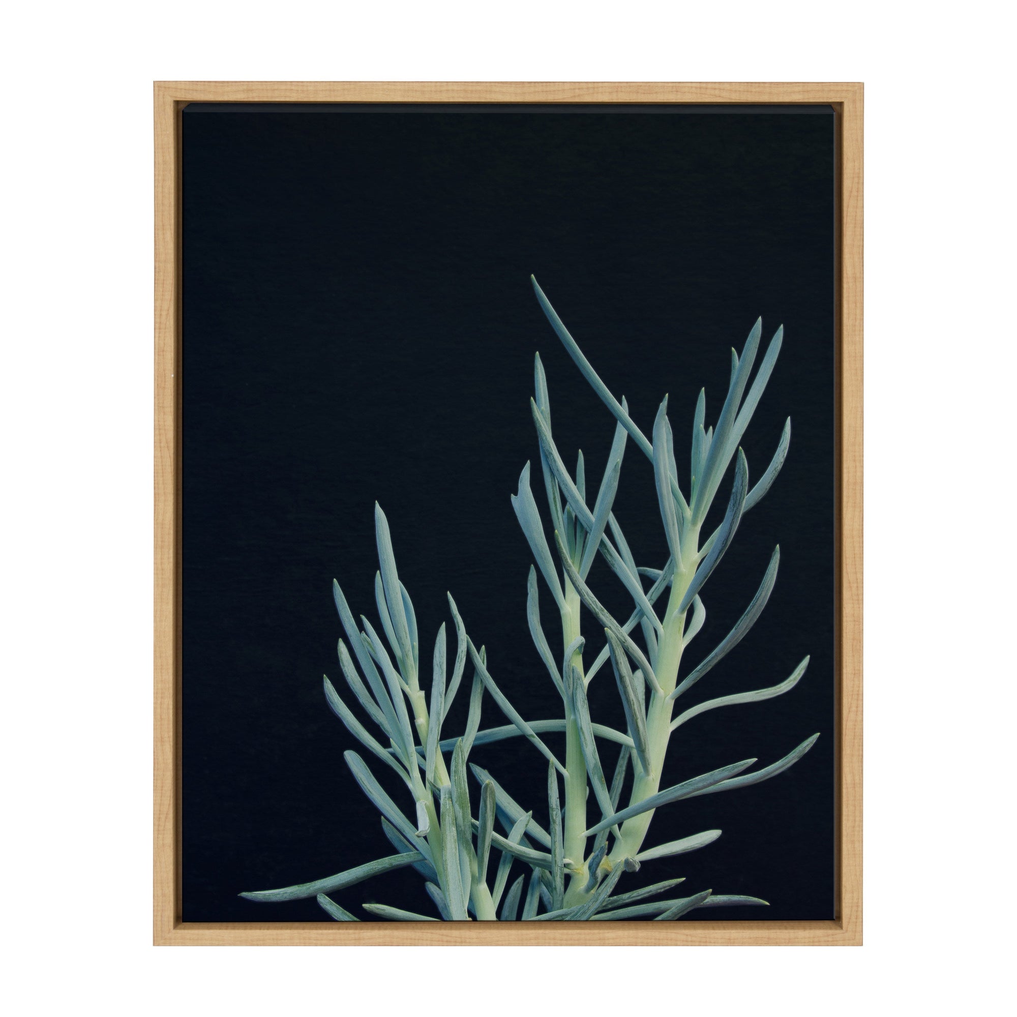 Sylvie Succulent 16 Framed Canvas by kateandlaurel - product image 7 for Resin Society